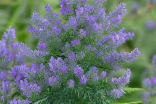 Artemisia Annua - jak stosować